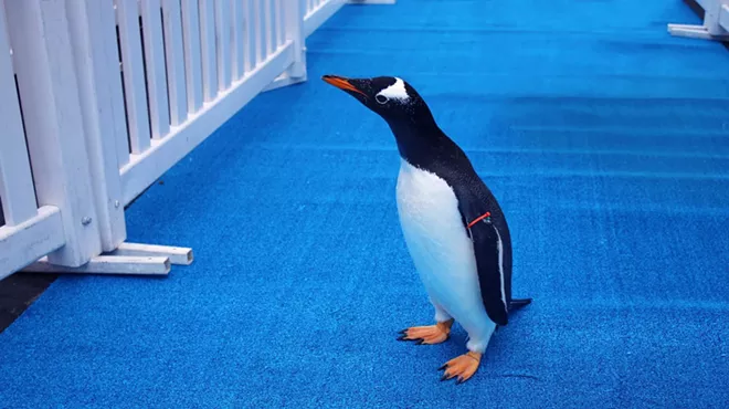 Image: Watch penguins parade in adorable fashion into new home at Detroit Zoo