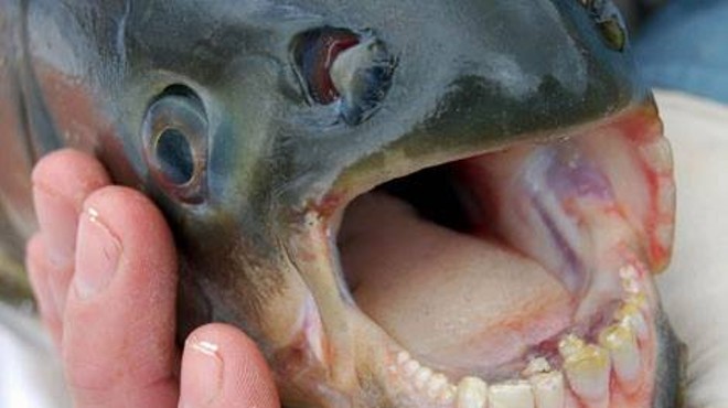 Michigan anglers keep catching fish with 'human-like teeth'