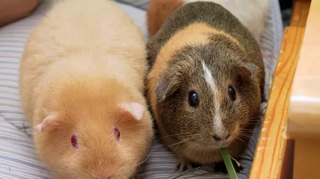 Image: Third suspect — a juvenile — charged in Grosse Ile guinea pig death