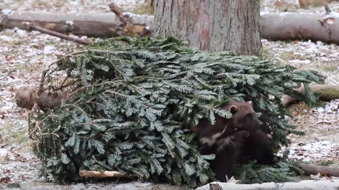This video of animals from the Detroit Zoo tearing apart Christmas trees will warm your cold beating heart