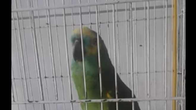 This parrot singing 'Monster' by Rihanna and Eminem is the best thing you'll see all day