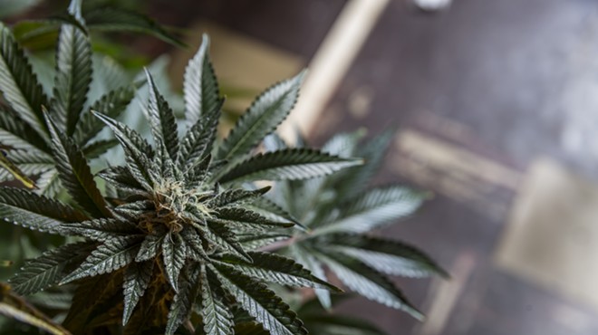 A month past deadline, Gov. Snyder has still not seated marijuana board to issue new licenses