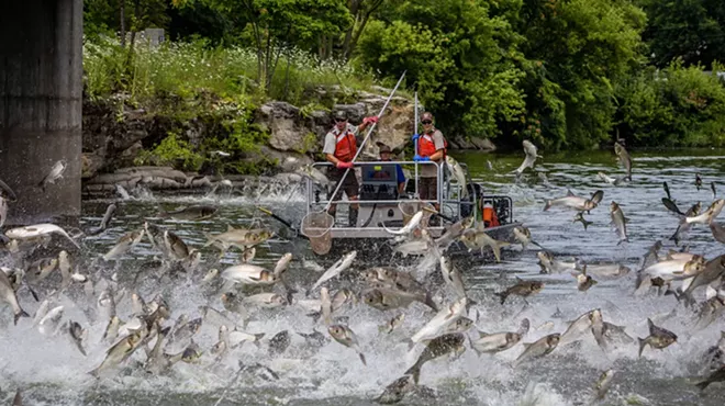 Image: How Asian carp could soon take over the Great Lakes — and how they could be stopped