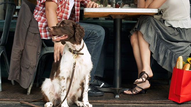 This could be your dog loving life at a patio restaurant.