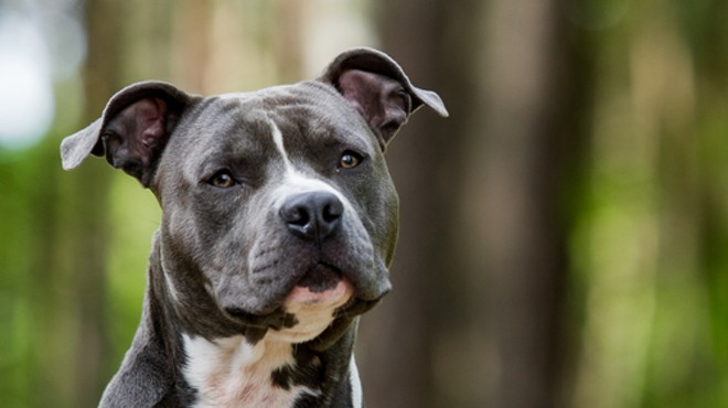 Unlicensed dogs shot to death are 'contraband,' federal judge rules in Detroit case
