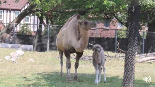 Detroit Zoo welcomes baby Camel into the world today