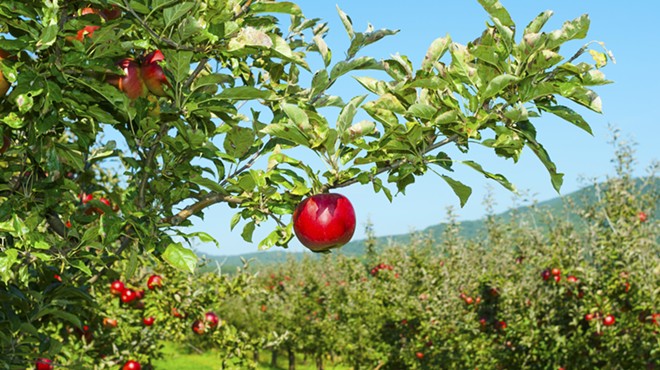 Michigan apple crop is down four million bushels — what it means for local apple orchards