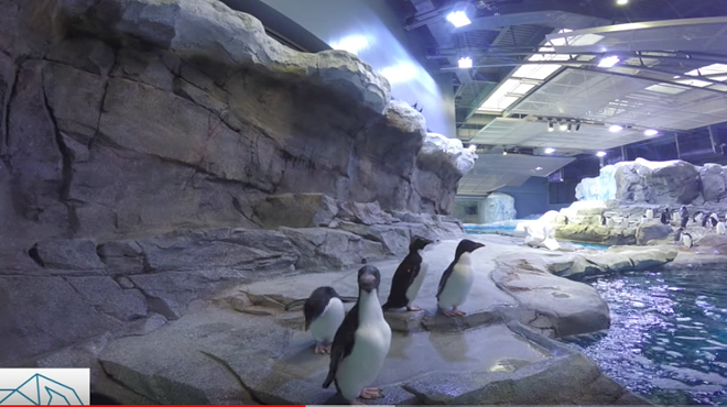 Detroit Zoo's penguin center wins prestigious exhibit award