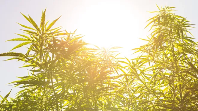 Image: A brave new world for marijuana in Michigan