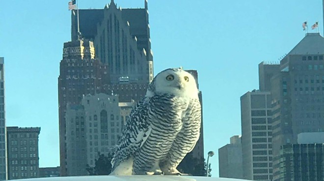 Detroit is being invaded by arctic snowy owls