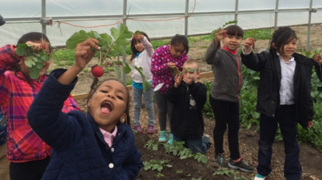 DPS students pick radishes at one of the district's hoop houses.