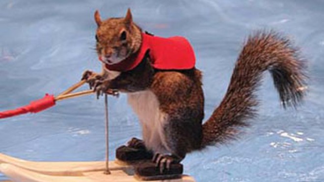 Twiggy the waterskiing squirrel is coming to Detroit