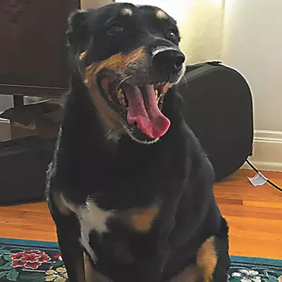 Image: How I used cannabis to treat my dog’s cancer