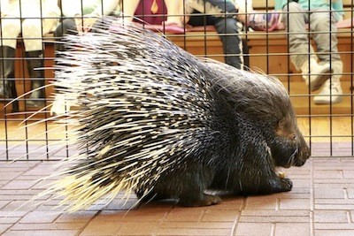 Creature Encounters - Crested Porcupines!
