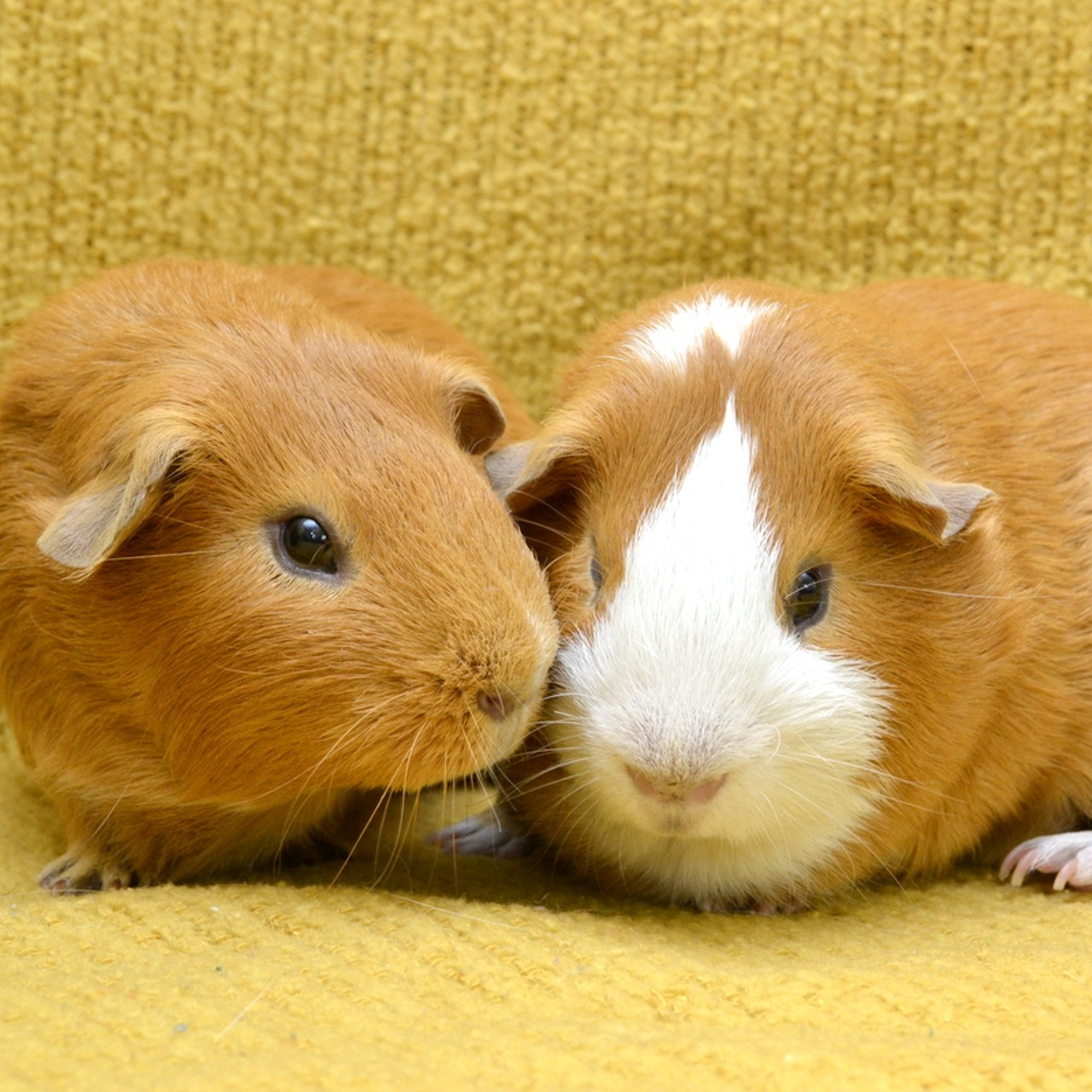 NAMES:  Neo  and  Harry 
GENDER: Male
BREED: American guinea pig
AGE: 1 year, 5 months
SPECIAL CONSIDERATIONS: Bonded pair, meaning they must be adopted together
REASON I CAME TO MHS: Owner surrender
LOCATION: Berman Center for Animal Care in Westland
ID NUMBER: 868575 and 868577, respectively