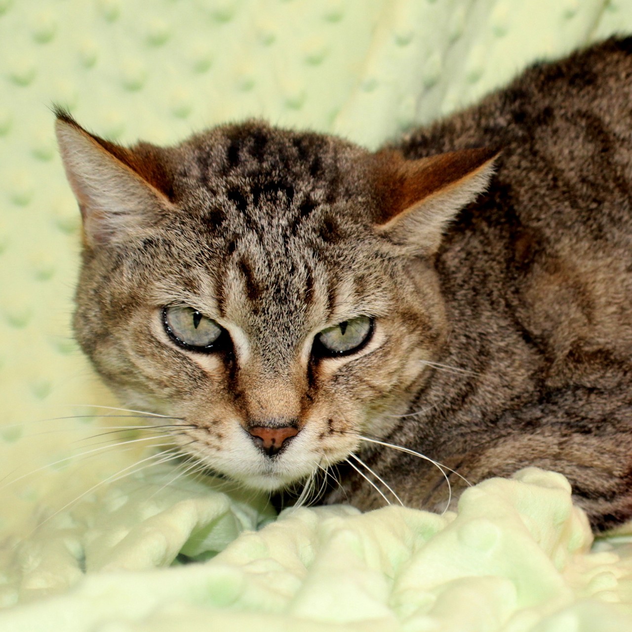 NAME:  Tiny 
GENDER: Female
BREED: Domestic Short Hair
AGE: 10 years, 2 months
WEIGHT: 8 pounds
SPECIAL CONSIDERATIONS: None
REASON I CAME TO MHS: Owner passed away
LOCATION: Mackey Center for Animal Care in Detroit
ID NUMBER: 865194