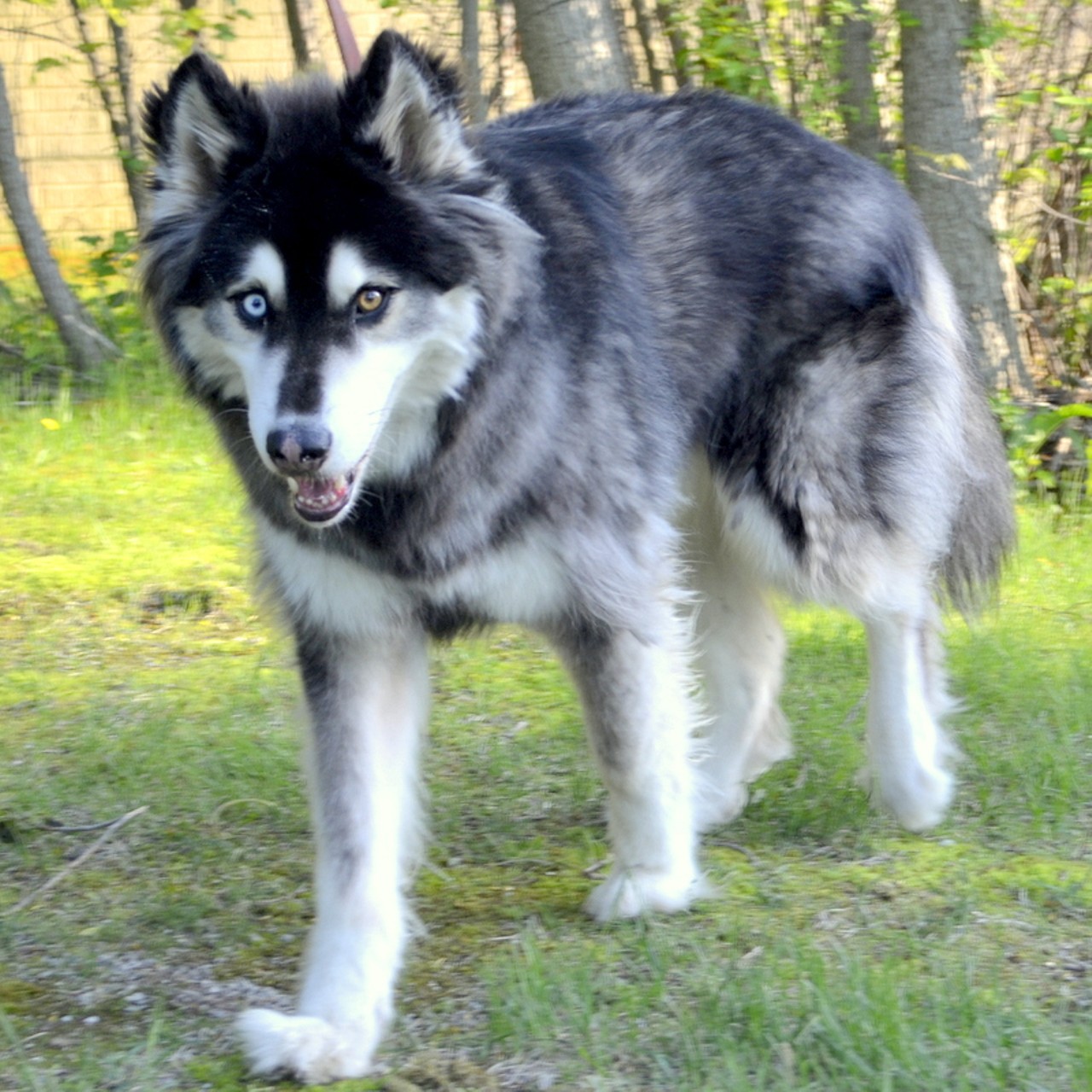 NAME:  Sylas 
GENDER: Male
BREED: Siberian Husky-Alaskan Malamute mix
AGE: 6 years, 8 months
WEIGHT: 64 pounds
SPECIAL CONSIDERATIONS: Prefers a home with older or no children where he can be vocal
REASON I CAME TO MHS: Owner surrender
LOCATION: Berman Center for Animal Care in Westland
ID NUMBER: 805472