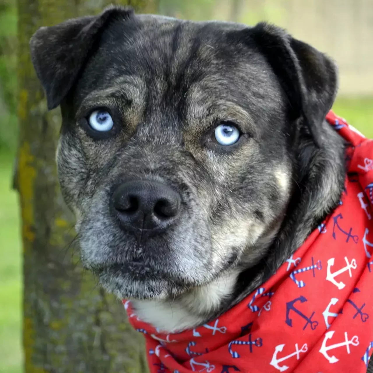 NAME: Baloo GENDER: Male BREED: Catahoula-Boxer mix AGE: 2 years, 11 months WEIGHT: 48 pounds SPECIAL CONSIDERATIONS: Baloo needs a home with older or no children REASON I CAME TO MHS: Homeless in Westland LOCATION: Berman Center for Animal Care in Westland ID NUMBER: 861906