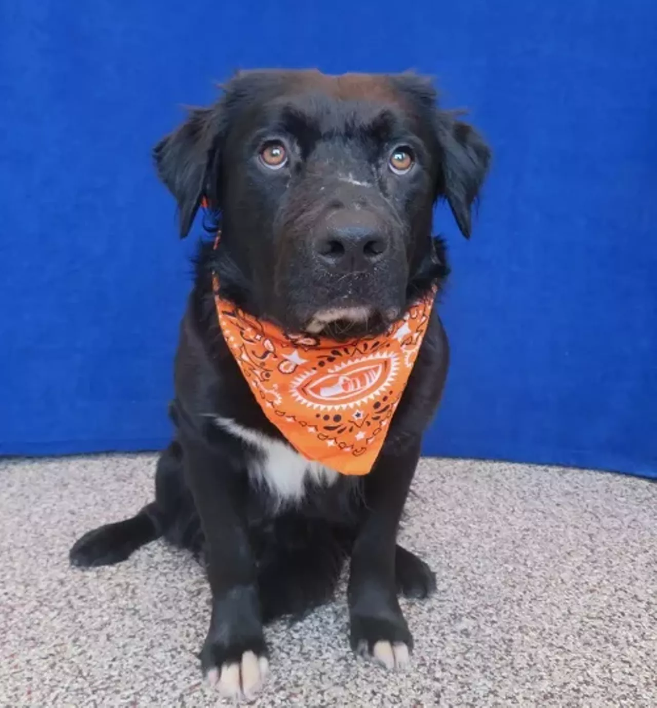 NAME: Ryder GENDER: Male BREED: Labrador-Chow Chow mix AGE: 2 years WEIGHT: 67 pounds SPECIAL CONSIDERATIONS: Ryder needs a home with older or no children REASON I CAME TO MHS: Homeless in Detroit LOCATION: Mackey Center for Animal Care in Detroit ID NUMBER: 868381