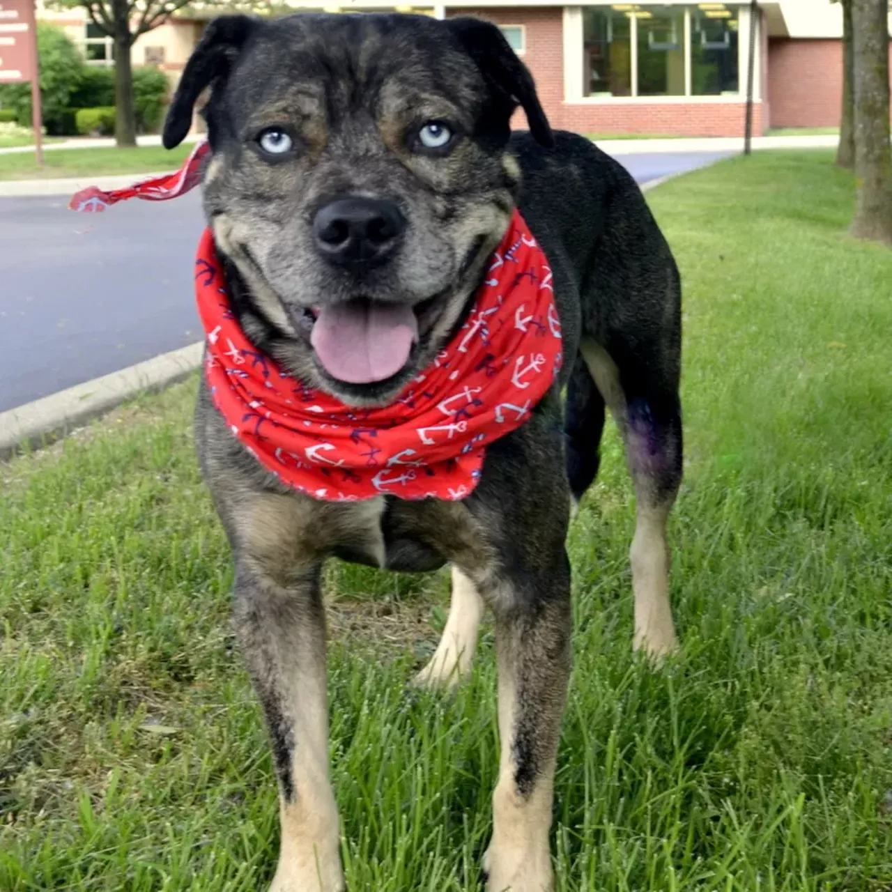 NAME: Baloo GENDER: Male BREED: Catahoula-Boxer mix AGE: 2 years, 11 months WEIGHT: 48 pounds SPECIAL CONSIDERATIONS: Baloo needs a home with older or no children REASON I CAME TO MHS: Homeless in Westland LOCATION: Berman Center for Animal Care in Westland ID NUMBER: 861906