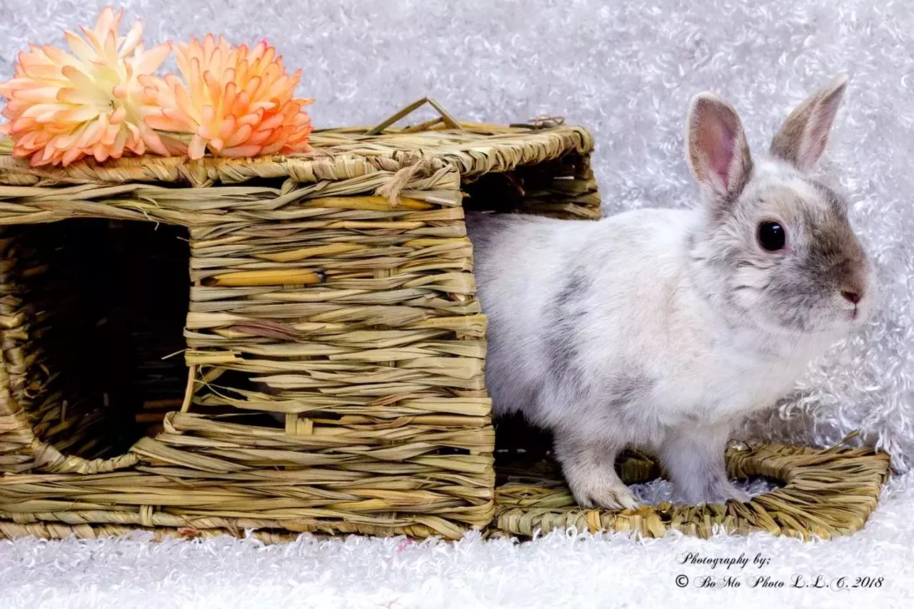 NAME: Lola GENDER: Female BREED: Netherland Dwarf AGE: 6 years WEIGHT: 3 pounds SPECIAL CONSIDERATIONS: Lola prefers to live with older or no children. REASON I CAME TO MHS: Owner surrender LOCATION: Rochester Hills Center for Animal Care ID NUMBER: 869135