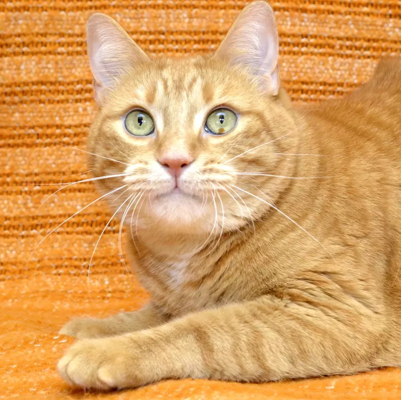NAME: Magglio GENDER: Male BREED: Domestic Short Hair AGE: 6 years, 1 month WEIGHT: 13 pounds SPECIAL CONSIDERATIONS: Magglio is a &#147;hard-working&#148; or barn cat that is front-paw declawed. REASON I CAME TO MHS: Homeless in Westland LOCATION: Berman Center for Animal Care in Westland ID NUMBER: 866176