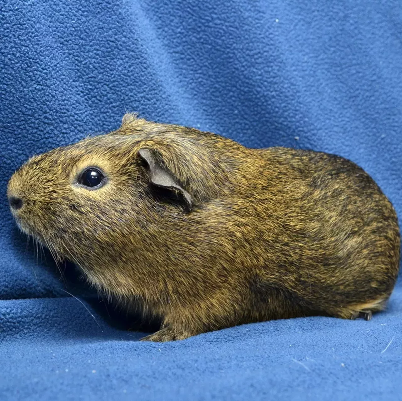 NAME: Rocko and Boomer GENDER: Male BREED: American guinea pigs AGE: 2 years SPECIAL CONSIDERATIONS: Rocko and Boomer are a bonded pair, meaning they must be adopted together. REASON I CAME TO MHS: Owner surrender LOCATION: Berman Center for Animal Care in Westland ID NUMBER: 868917 and 868918, respectively