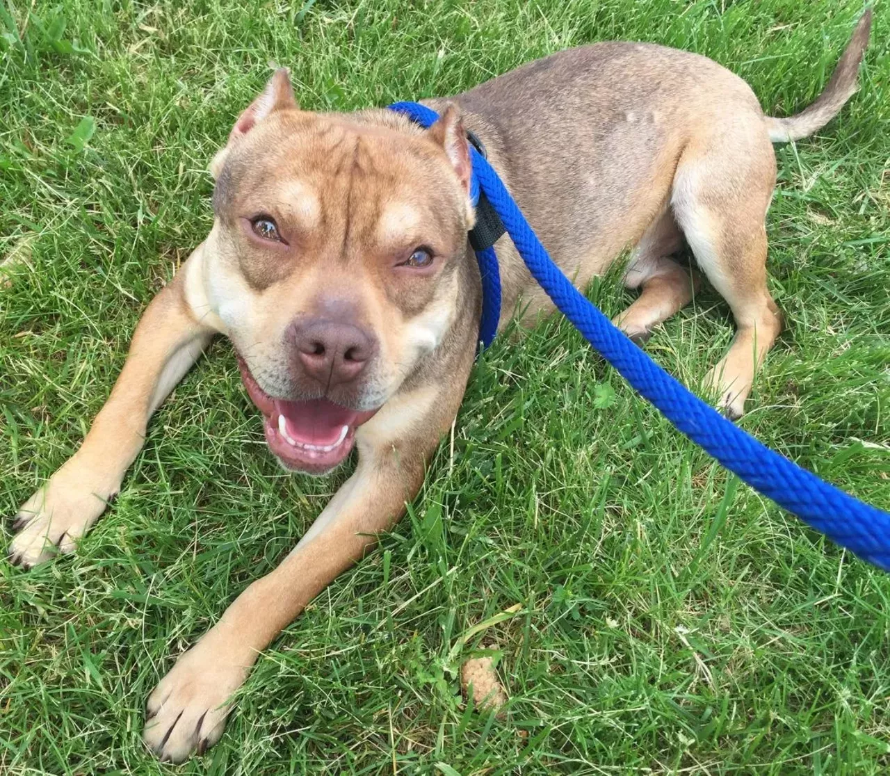 NAME: Papa Saff GENDER: Male BREED: Pit Bull AGE: 3 years WEIGHT: 45 pounds SPECIAL CONSIDERATIONS: Papa Saff prefers a home with older or no children REASON I CAME TO MHS: Rescued in Detroit LOCATION: Petco of Sterling Heights ID NUMBER: 868155