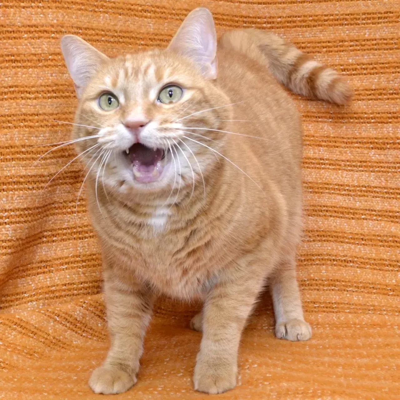 NAME: Magglio GENDER: Male BREED: Domestic Short Hair AGE: 6 years, 1 month WEIGHT: 13 pounds SPECIAL CONSIDERATIONS: Magglio is a &#147;hard-working&#148; or barn cat that is front-paw declawed. REASON I CAME TO MHS: Homeless in Westland LOCATION: Berman Center for Animal Care in Westland ID NUMBER: 866176
