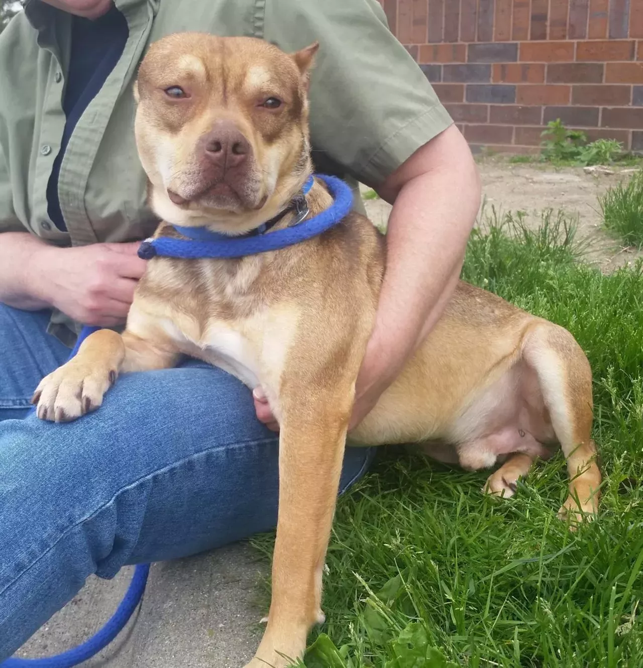 NAME: Papa Saff GENDER: Male BREED: Pit Bull AGE: 3 years WEIGHT: 45 pounds SPECIAL CONSIDERATIONS: Papa Saff prefers a home with older or no children REASON I CAME TO MHS: Rescued in Detroit LOCATION: Petco of Sterling Heights ID NUMBER: 868155
