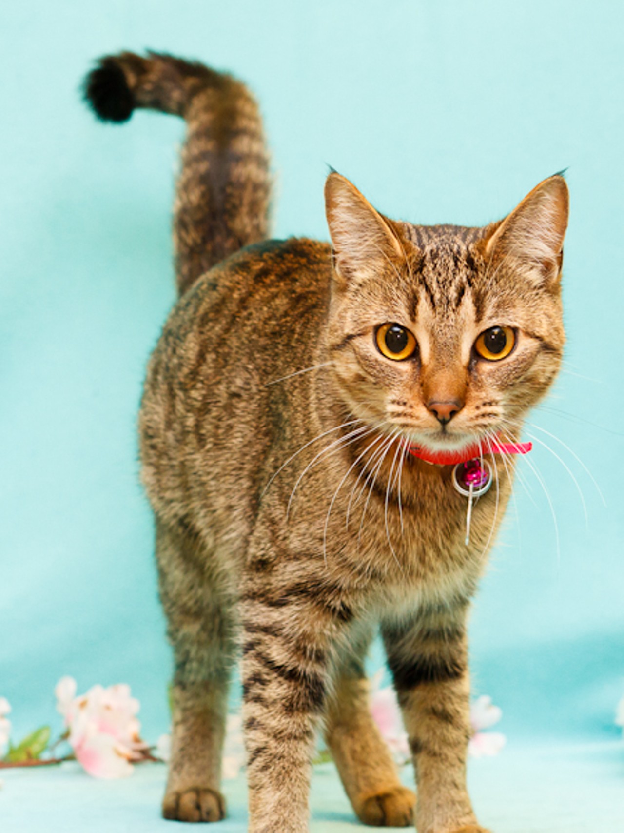 NAME:Lilly 
GENDER: Female
BREED: Domestic Short Hair
AGE: 6 years, 3 months
WEIGHT: 9 pounds
SPECIAL CONSIDERATIONS: Lilly and Nutmeg are a bonded pair, meaning  they must be adopted together. 
REASON I CAME TO MHS: Owner surrender
LOCATION: Rochester Hills Center for Animal Care
ID NUMBER: 747147