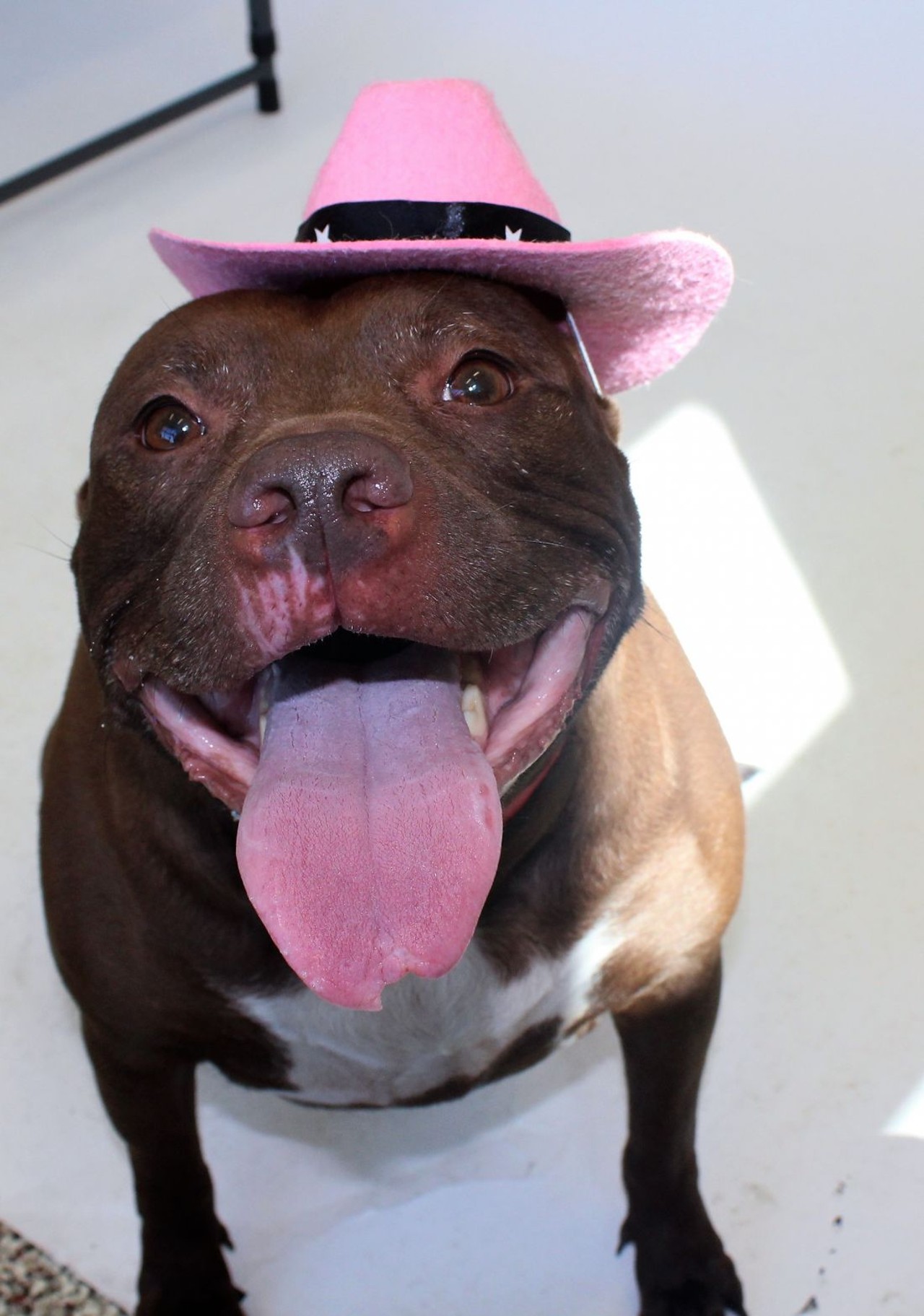 NAME: Brandy
GENDER: Female
BREED: Pit Bull
AGE: 5 years
WEIGHT: 69 pounds
SPECIAL CONSIDERATIONS: None
REASON I CAME TO MHS: Owner surrender
LOCATION: Mackey Center for Animal Care in Detroit
ID NUMBER: 869350
