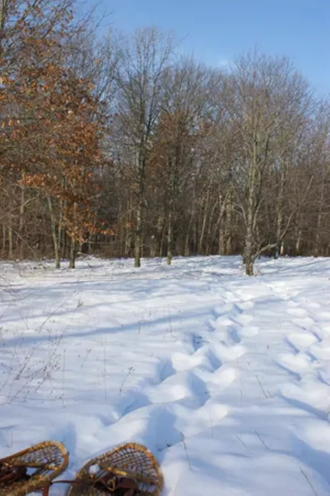 Snowshoe Sunday @ Stoney Creek Metropark &#149; Don&#146;t wait until the ground is clear the temperature is high to take a stroll. Try on snowshoes, enjoy the snow covered trees and grass and participate in a winter walk. Call the nature center to register at 586-781-9113; 4300 Main Park Road, Shelby Township; metroparks.com; $6. (Photo via Huron-Clinton Metroparks website)