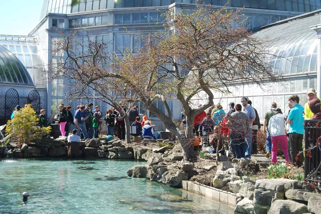 Saturday, May 7 - Koi Transfer @ Belle Isle Aquarium - A school of large, colorful koi fish live in the pond between the Belle Isle Aquarium and the Conservatory. During the summer months, they greet visitors and practically nip their toes in expectation of some breadcrumbs or other bits of chum. Come the colder months, the koi are transferred indoors where they can live throughout the winter season. But, once the weather turns warm, the folks at the Belle Isle Conservancy, along with a host of volunteers, move the koi back to the pond, where they can live out their summer days. Those hoping to help move the fish are asked to bring a 5-gallon bucket, and we suggest wearing some big rubber gloves, too. Starts at 10 a.m.; Belle Isle Aquarium, Inselruhe Ave.; belleisleconservancy.org; 313-331-7760; free.