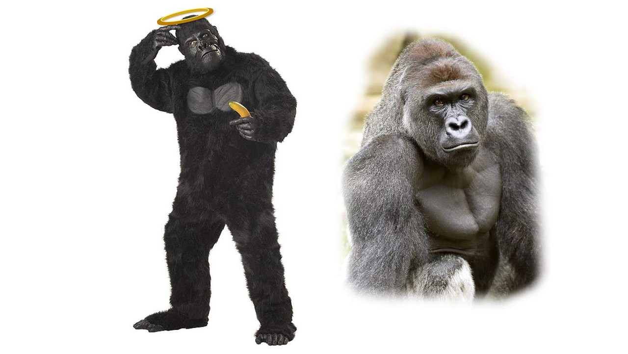 To be Harambe, all you need is a gorilla suit and a halo. Pretty self explanatory.
Photo courtesy of HarambeOutfitters 