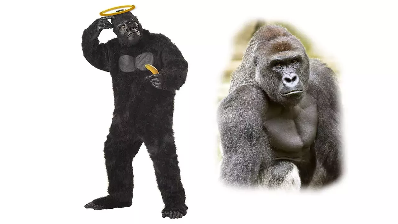 To be Harambe, all you need is a gorilla suit and a halo. Pretty self explanatory. Photo courtesy of HarambeOutfitters 