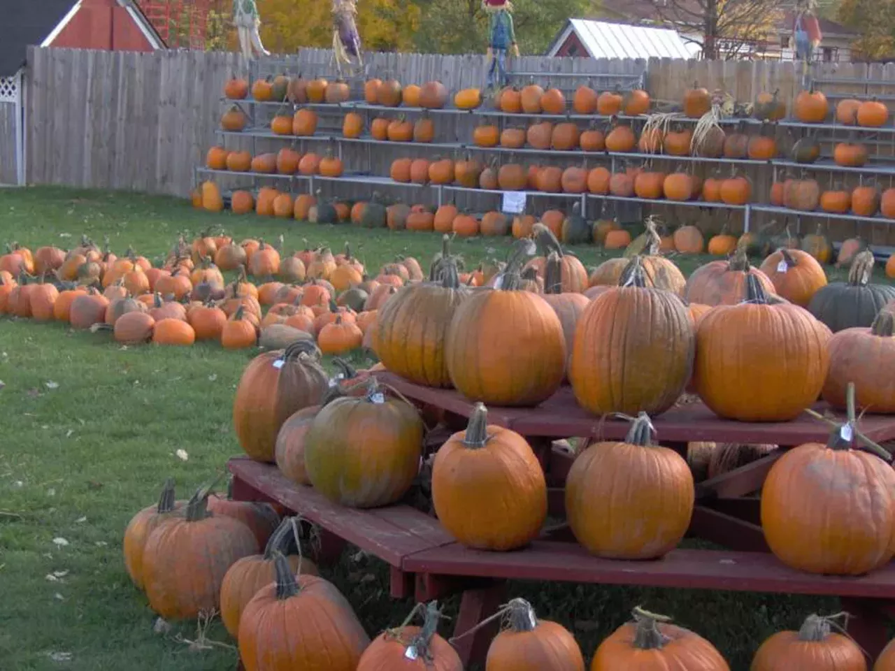 Mitchell Farm Mitchell Farm has all the necessities to turn your house into a festive fall space. Mums, pumpkins, and corn stalks are all available. On the weekends there are hayrides that will take you and the family into the pumpkin patch to get your own pumpkin. 3404 Mitchell Rd., Holly 248-634-4753 Open everyday from 9 a.m.- 6 p.m.