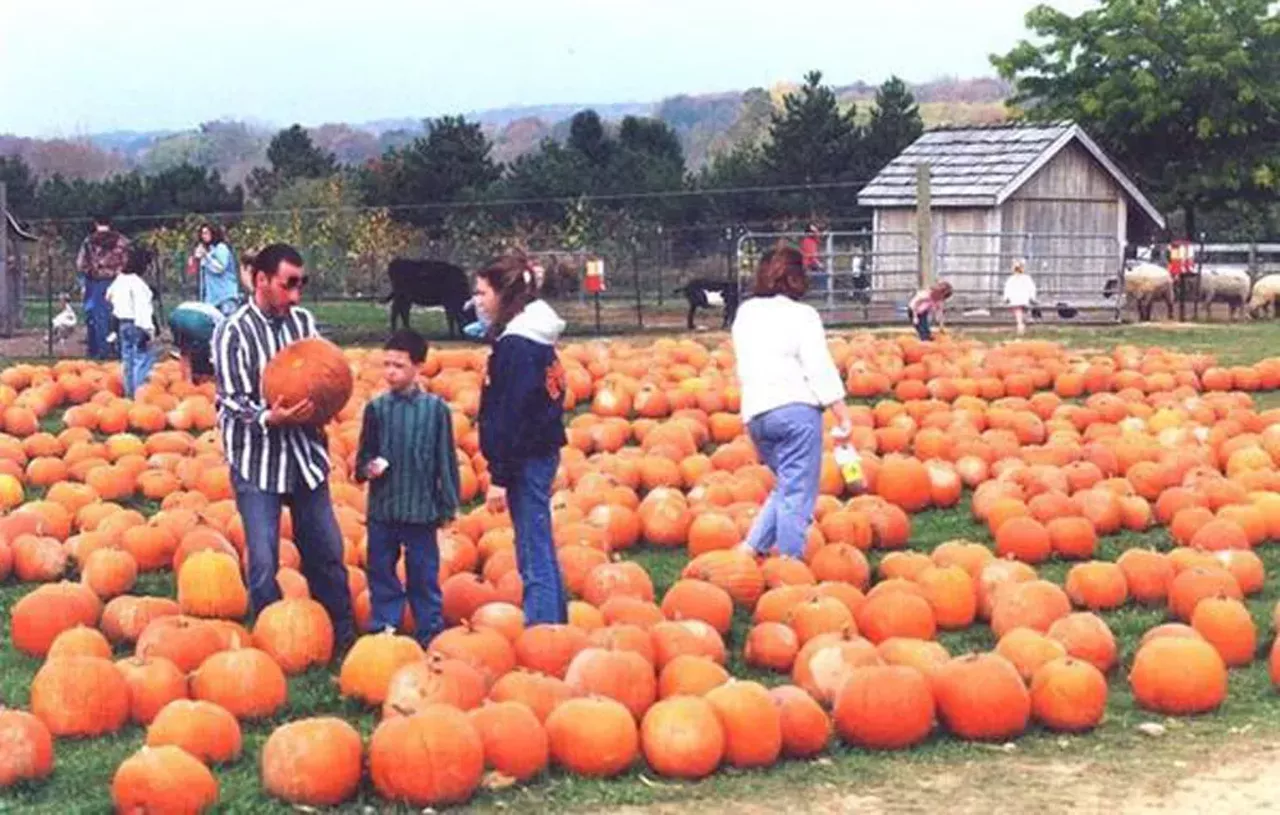 Oakhaven Farm Oakhaven farm has some of the best pumpkins around, and you can head on into the pumpkin patch and pick them yourselves. The farm will open October 8. 7515 Grange Hall Rd., Holly 248-328-5437