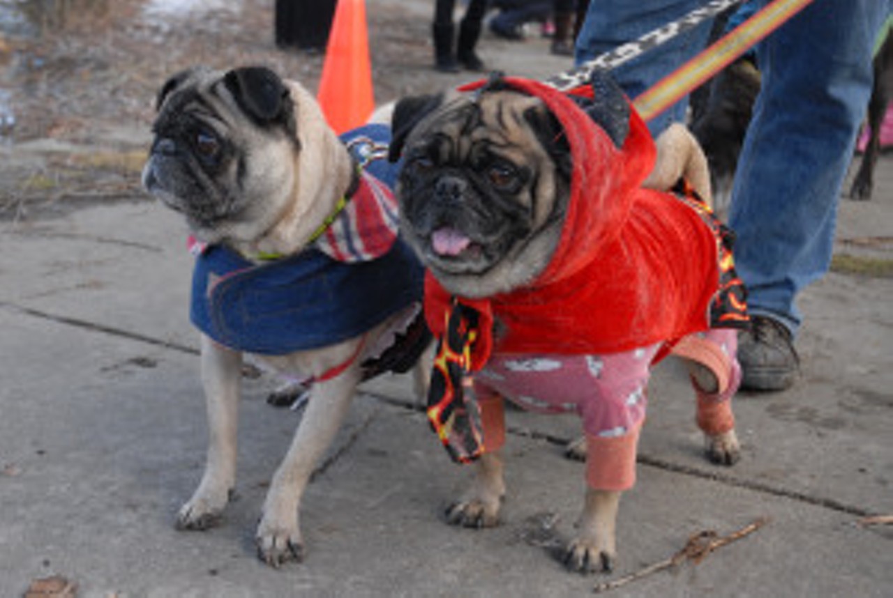 Whether it’s a classic bandana, a novelty Hawaiian shirt or an Ewok costume, there’s something about making dogs wear clothes that is always instantly hilarious. Fans of costumed canines can head over to Detroit’s Palmer Park to compete for fabulous prizes in the Doggie Fashion Parade, one of many events planned for that day. It almost sounds like a bit of a masochistic experience to stand around in the cold watching a parade of dogs, but there are enough other events planned to keep you and your pooch busy, including horse carriage rides, ice skating, cross-country skiing, snow shoes, bonfires and more. Would you rather spend the day waiting for a groundhog to see its shadow? Bring your four-legged friend down to Palmer Park on Sunday, February 2 from 1-4 p.m.