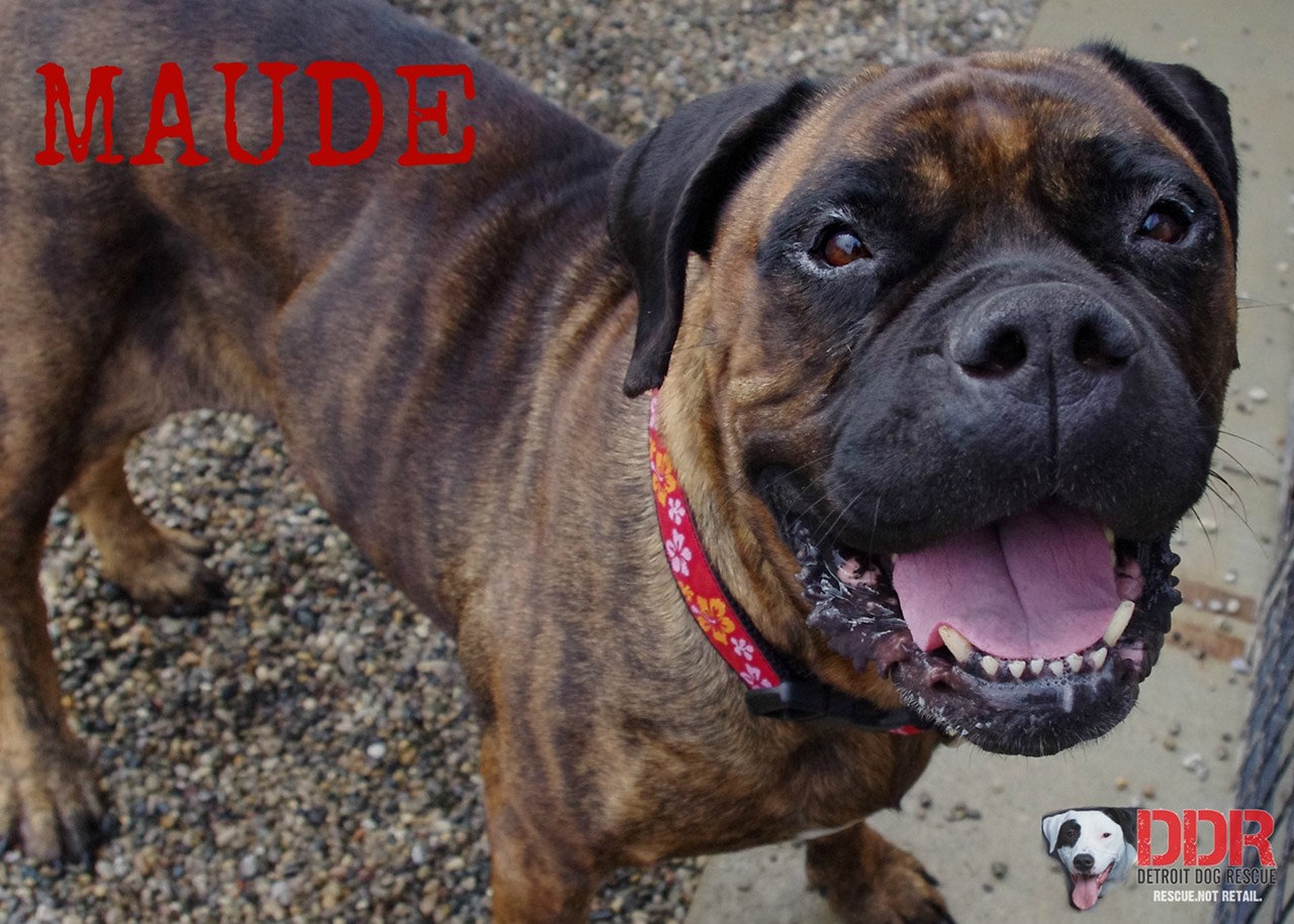 Maude is a 2 year old Mastiff. This gentle giant does great with everyone and can acclimate to almost any home with enough space for her.
