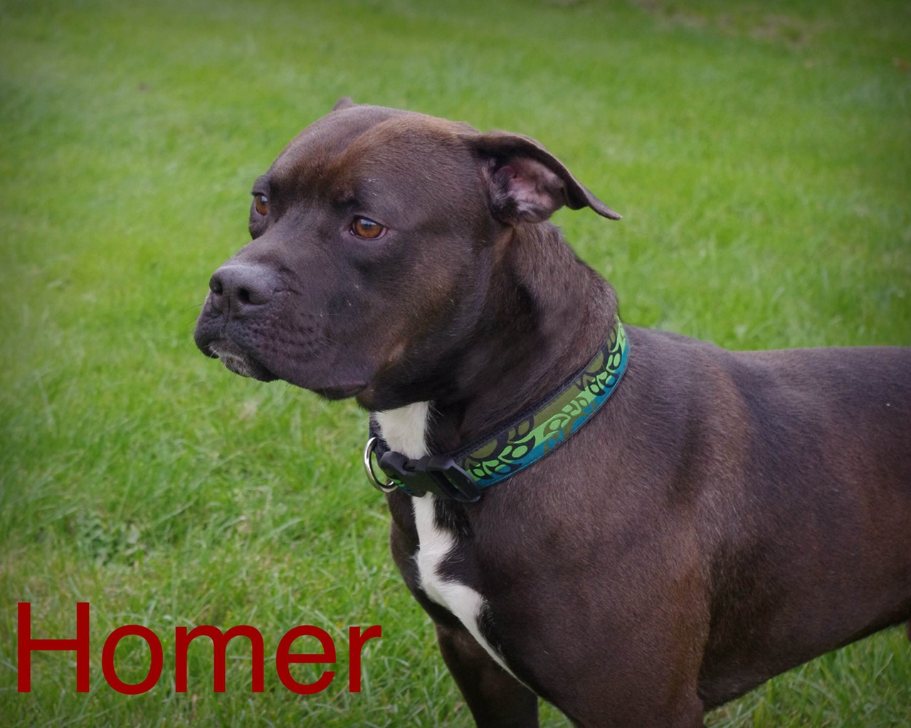 Homer is a four year old mix who was rescued during a police raid. He's very gentle and loves to snuggle. Homer does great with children over eight, is energetic and loves walks!