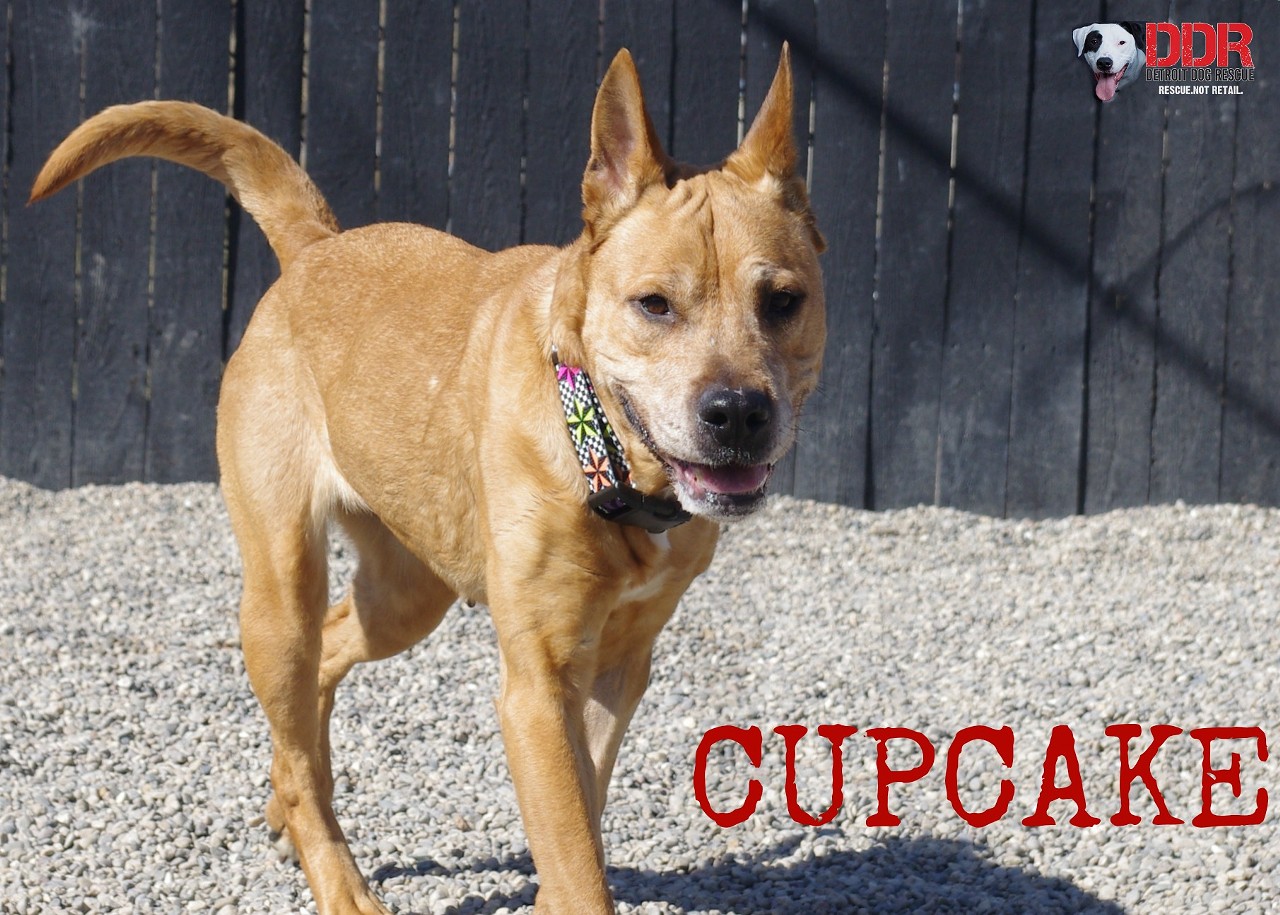 Cupcake has had a rough life and she's looking for a place to retire. This five year old Shar pei mix was used as a bait dog in Detroit and her teeth were all filed down. Cupcake loves people and did great in foster, but likes to be the only pet so she can steal all the attention.