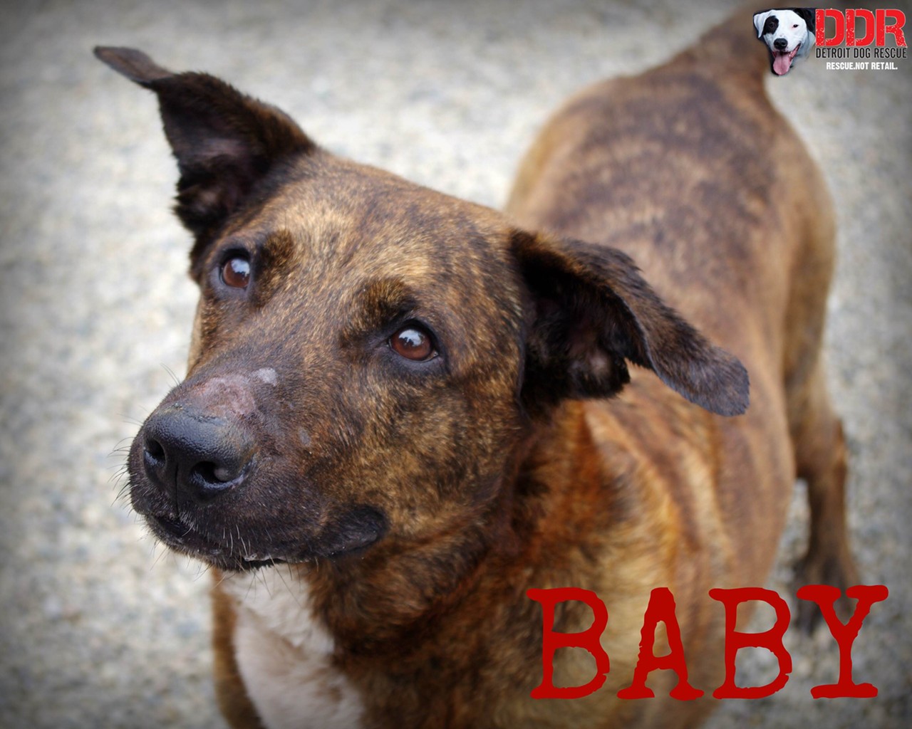 Baby is a seven year old senior who not only suffered a lifetime of abuse, she beat cancer. Baby loves children and is very gentle. She prefers to be the only dog in the home, but don't let that deter you, this girl will be your best friend forever.