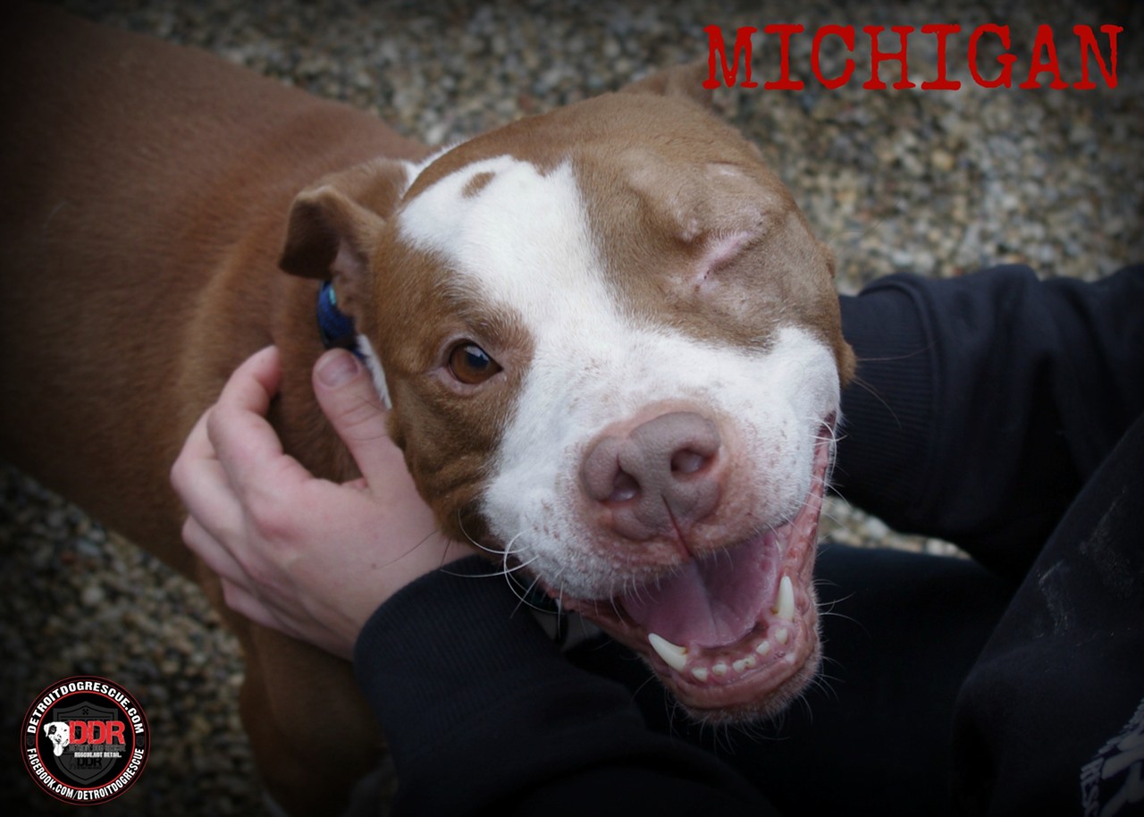 Michigan is a one year special needs dog. You can find out more about him on our website DetroitDogRescue.com