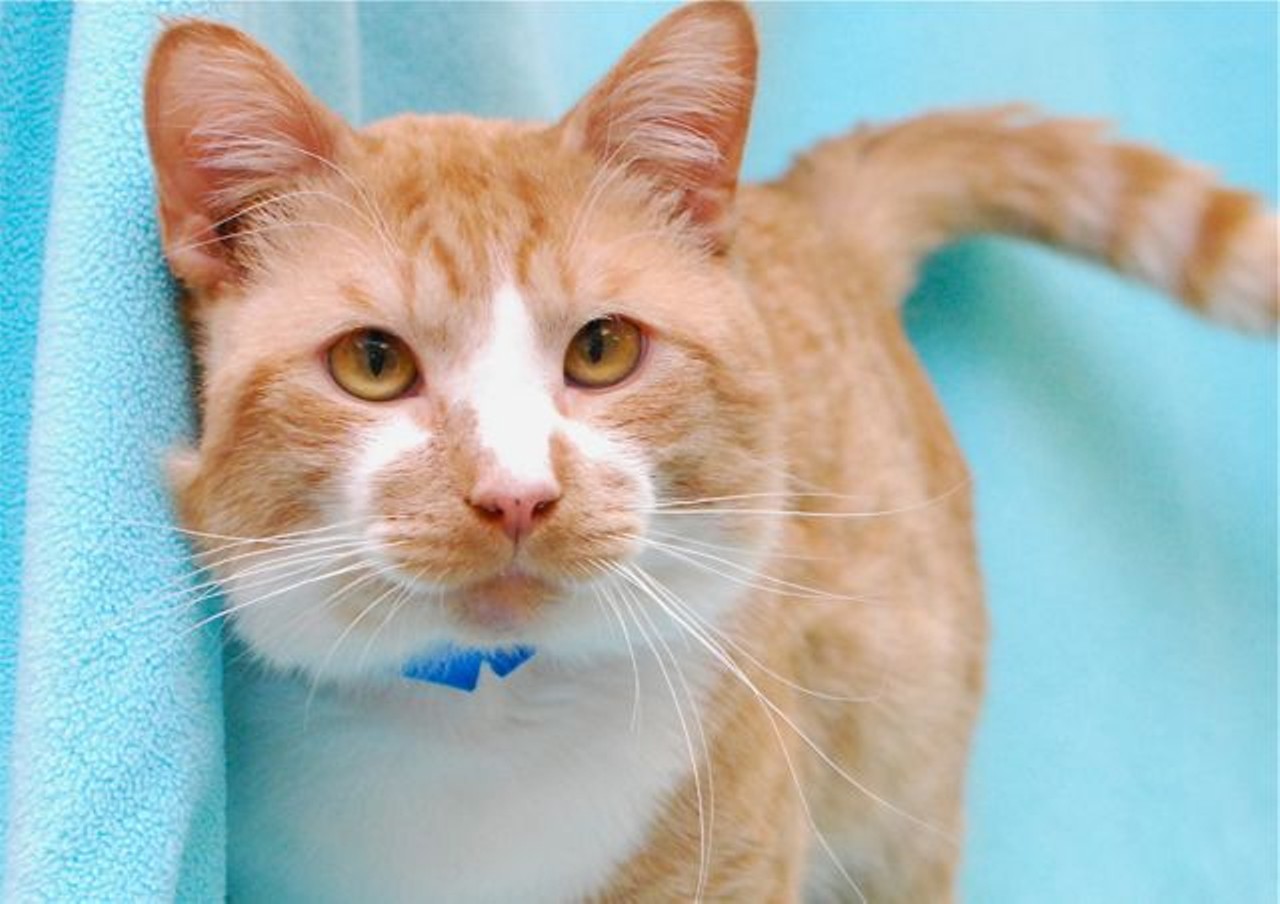 NAME:  Dexter 
GENDER: Male
BREED: Domestic Short Hair
AGE: 9 years, 4 months
WEIGHT: 15 pounds
SPECIAL CONSIDERATIONS: Dexter is cross-eyed, but this doesn&#146;t appear to affect his eyesight.
REASON I CAME TO MHS: Owner surrender
LOCATION: Mackey Center for Animal Care in Detroit
ID NUMBER: 708559