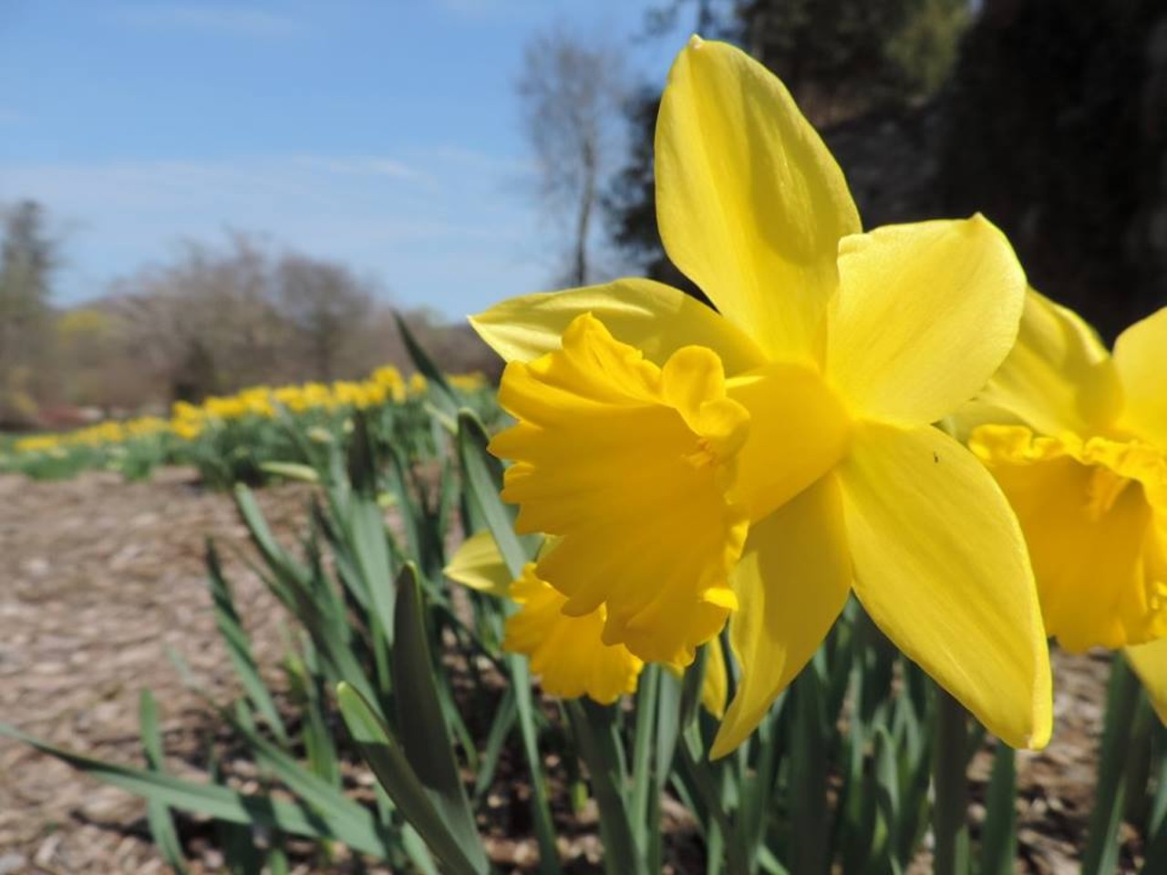 Cranbrook's daffodils look excellent this year. There's a lot to take in at Cranbrook, but their conservatory and botanical gardens are good place to start.
Photo via Cranbrook Facebook page