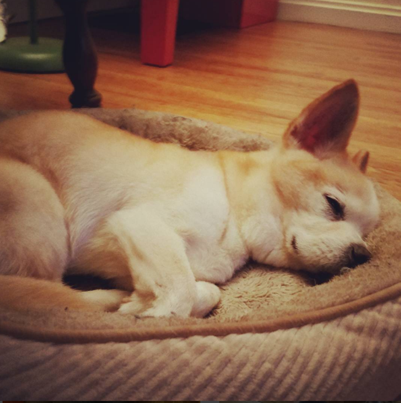 Munch @munchthecorgi