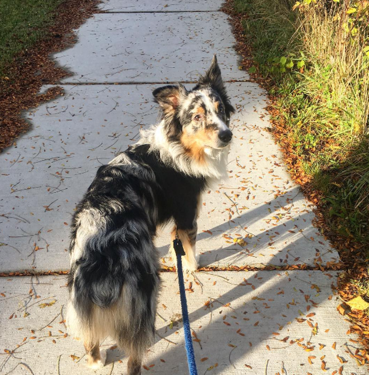 Blue @blue_aussie