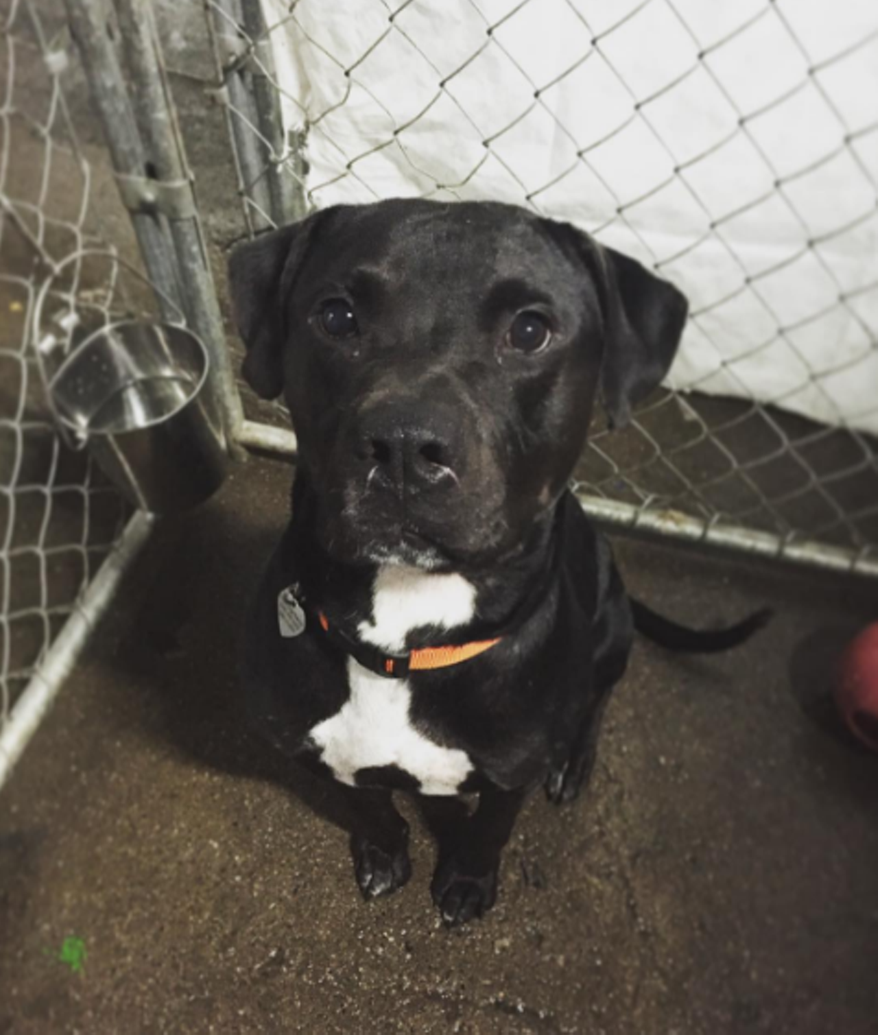 *Jax @iheartdogrescue
