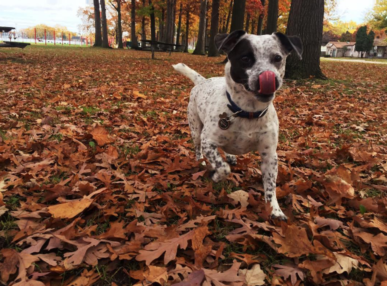 Happy Fall! Brody @Brody_blueheeler
